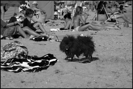 La terreur de la plage