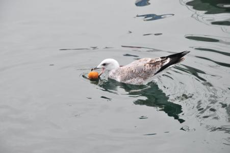 La mouette et l´orange