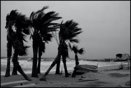 Les palmiers du bord de mer;