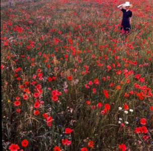 dany aux coquelicots