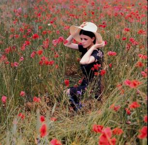 Coquelicots