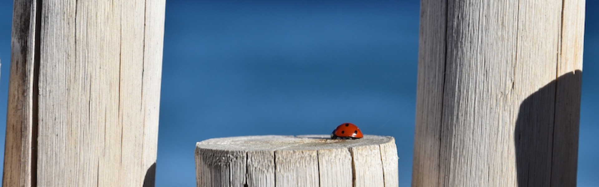 la coccinelle